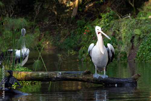 A pelican is basking by the edge of the pond.