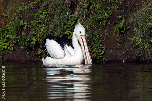 A pelican is basking by the edge of the pond.