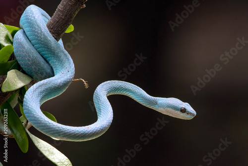 A White-lipped Pit Viper (Trimeresurus insularis) is coiled around a tree branch.