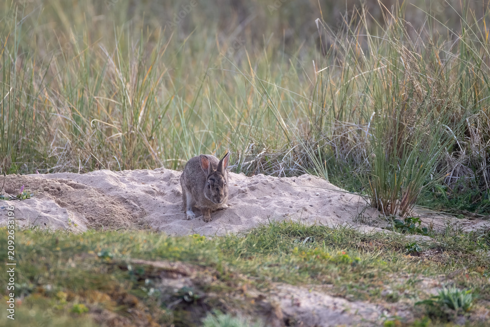 Obraz premium Wild rabbits digging burrows in sand dunes on Quiberon Peninsula, Brittany, France, in this protected coastal habitat with natural seaside grasslands