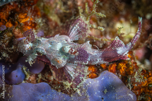 Foto Baby Scorpion Fish @ Raja Ampat, Indonesia