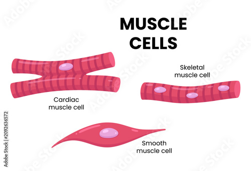 Types of muscle tissue. Vector illustration
