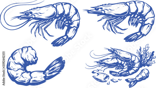 Hand Drawn Vintage Shrimp Collection Engraving Style Seafood Crustacean Vector Illustration Set.