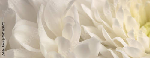 Fotografi Smoke close-up selective soft focus cream white beige chrysanthemums, chamomile, aster Flower bud Petals
