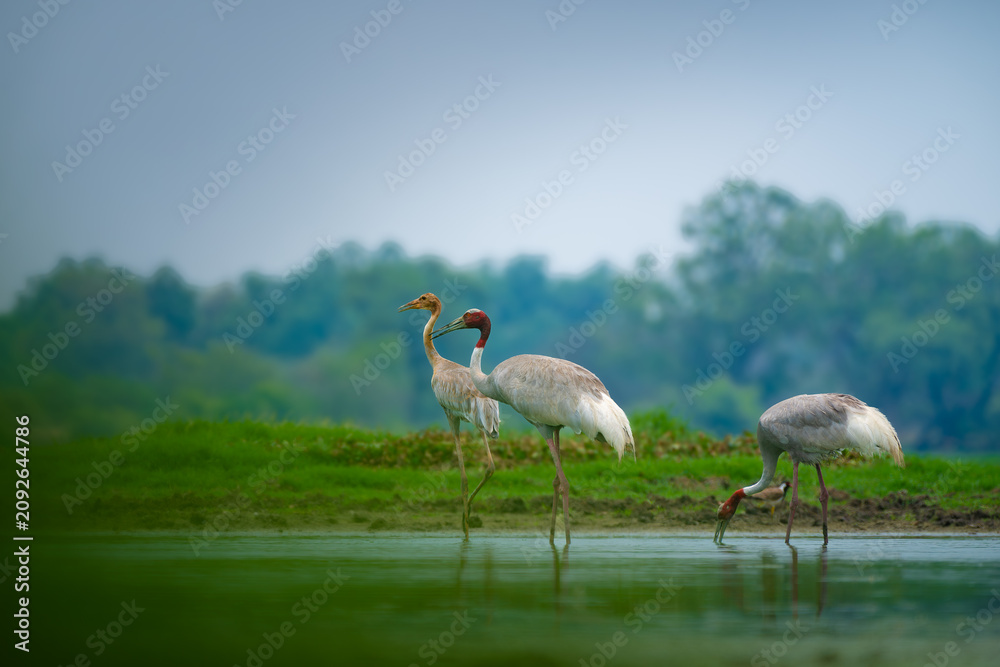 Fototapeta premium A family of Sarus Cranes, including an adult pair and a juvenile, forages in a wetland at Keoladeo National Park, Rajasthan, showcasing natural parental care and wildlife behavior.