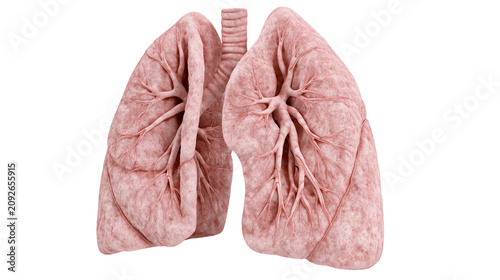Detailed human lungs with branching bronchioles, isolated on transparent background