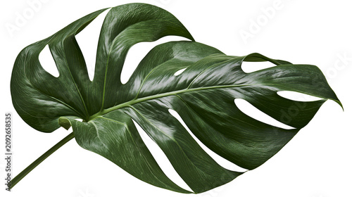 Large green monstera deliciosa leaf with fenestrations, isolated on transparent background