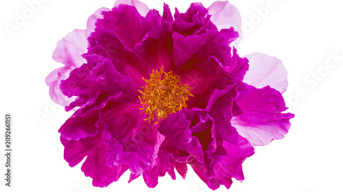 Bild auf Leinwand Vibrant magenta peony flower with ruffled petals and golden stamen, isolated on