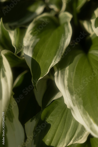 Fotografie Close up of large hosta leaves featuring deep green centers and white borders