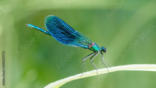 blue dragonfly on leaf