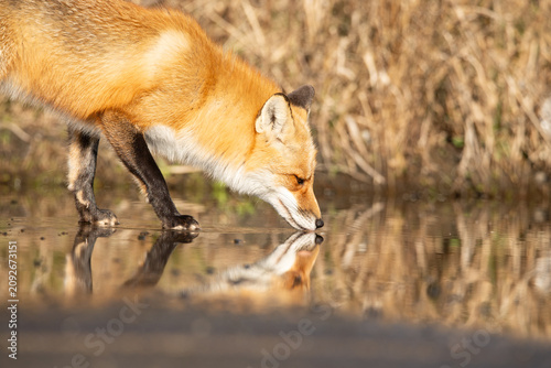 фотографія Closeup of an orange colored, cunning fox looking at his reflection in summer in New Jersey in a puddle of water