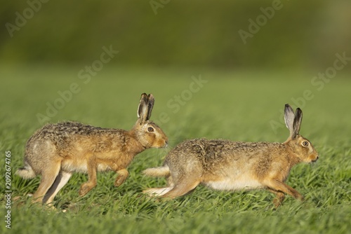 Brown hare (Lepus europaeus) two adult animals running in a farmland cereal field in springtime with a male chasing a female, Norfolk, England United Kingdom