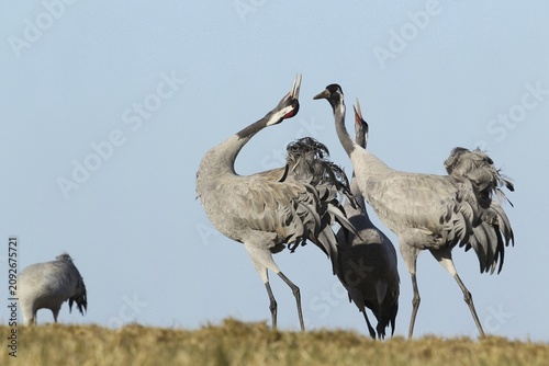 European crane (Grus grus) mating, Central Sweden, Sweden, Scandinavia