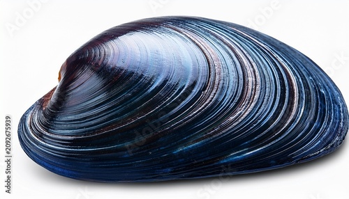 A Natural Textured Ribbed Dark Blue Or Black Bivalve Mussel Sea Shell Isolated On Transparent Background Cut Out