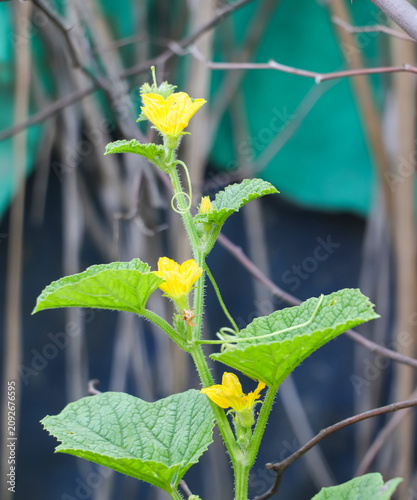 фотографія Close-up view of a blooming yellow cucumber flower with a softly blurred green background, highlighting the beauty of homegrown agriculture