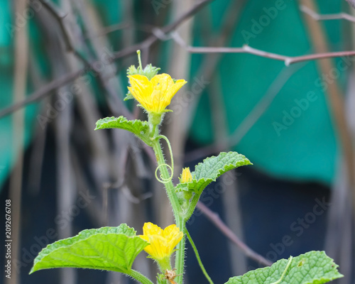 Принти на полотні Close-up view of a blooming yellow cucumber flower with a softly blurred green background, highlighting the beauty of homegrown agriculture