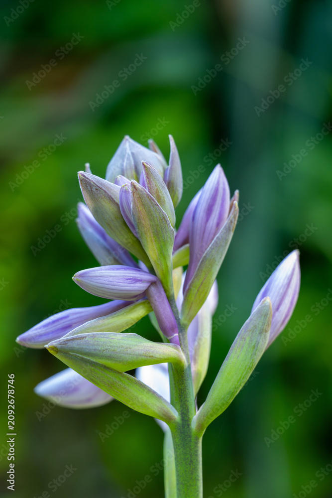 Fototapeta premium A blooming Hosta stalk with characteristic light purple to lavender flowers in various stages of bloom. This popular shade-loving perennial, native to East Asia, is grown primarily for its decorative