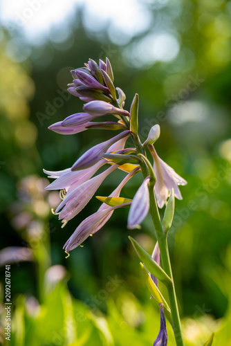A blooming Hosta stalk with characteristic light purple to lavender flowers in various stages of bloom. This popular shade-loving perennial, native to East Asia, is grown primarily for its decorative 
