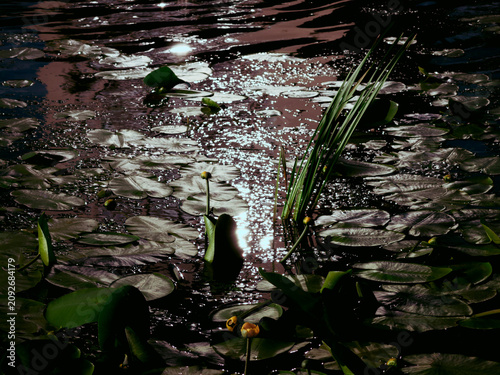Cuadro en lienzo Serene water surface covered with numerous green lily pads and emerging yellow w