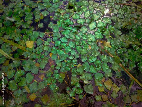 Bild auf Leinwand Water caltrop plants floating on the surface of calm dark water, forming a dense