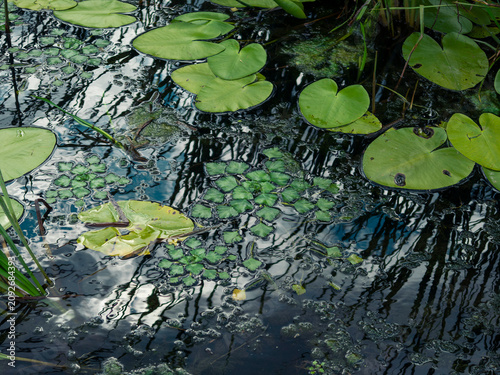 Obraz na płótnie Green lily pads and smaller patterned aquatic plants are floating on the dark wa