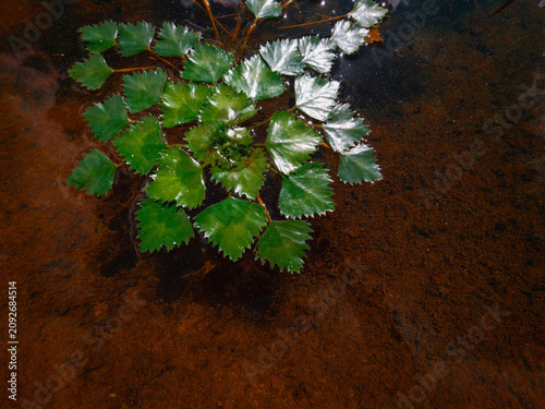 Konstfotografi Water caltrop plant with green leaves floating on the dark brown water, creating