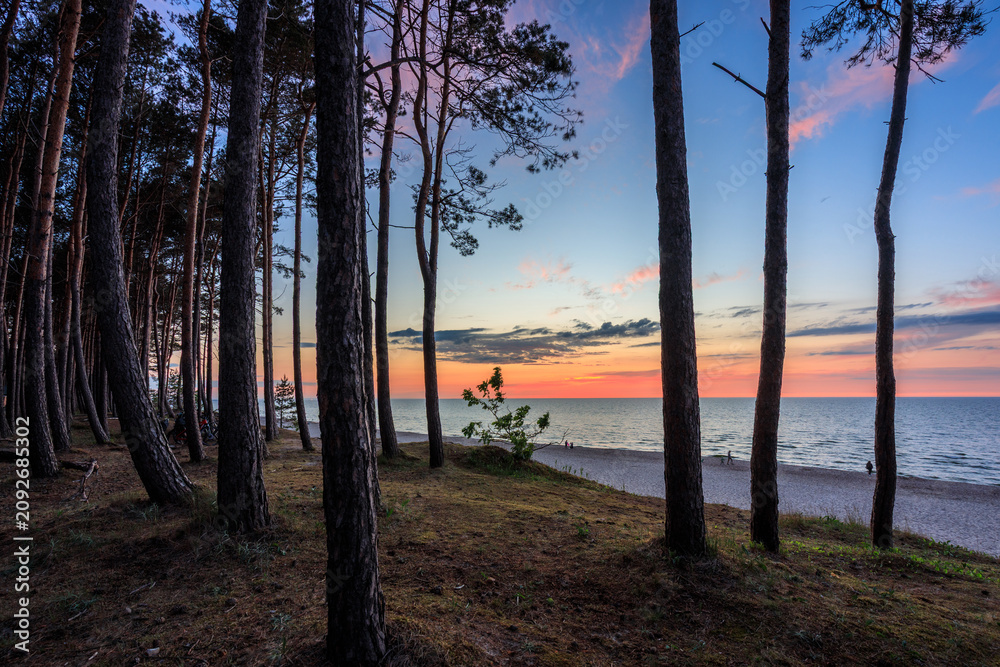 Naklejka premium Beautiful pine boulevard by the Baltic Sea in Stegna at sunset, Poland