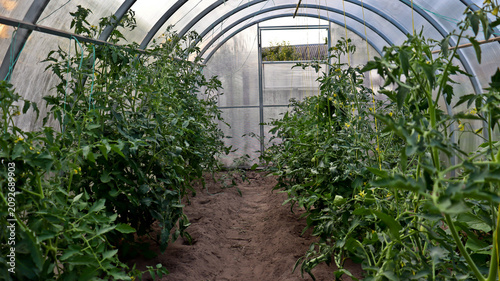 Canvastavla Fresh green tomatoes ripening on vines inside organic greenhouse