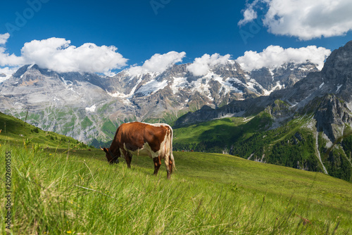 Brown cow grazes on lush hillside with snowcapped Swiss Alps and dramatic clouds in summer.