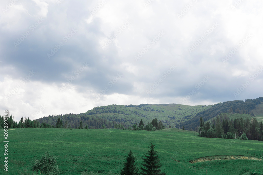 Fototapeta premium Green meadow landscape with rolling hills and pine forest under cloudy sky