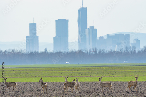 A horizontal panoramic wildlife photograph of a large herd of wild European roe deer standing in a rural field with the prominent modern skyscrapers of Vienna Donau City visible in the hazy background