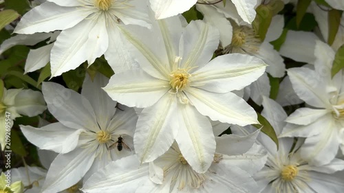 A beautiful, close-up top view of full-bloom white clematis flowers with contrasting yellow stamen centers, creating a dense and elegant natural floral pattern.
