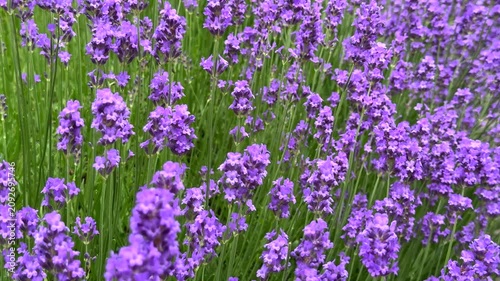 Close-up view of a honeybee pollinating vibrant purple lavender flowers blooming in a lush green field, capturing a serene moment in a sunny summer garden.