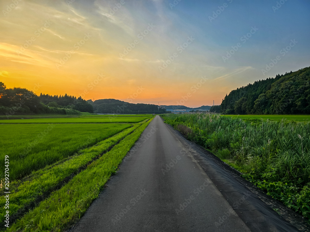 Naklejka premium Scenic Rural Road Through Green Rice Fields at Sunrise in the Japanese Countryside