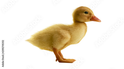 Картината върху платно Fluffy yellow duckling standing alert, isolated on transparent background