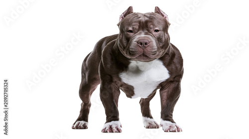 Schilderij op canvas Muscular brown and white pitbull dog standing, isolated on transparent backgroun