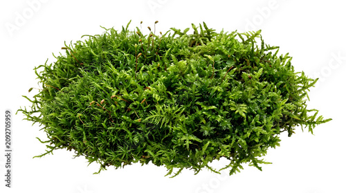 Mossy Ground Cover: A vibrant cluster of green moss rests on a surface, showcasing its intricate texture and natural beauty.