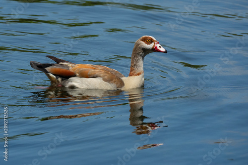 Egyptian Goose swimming
