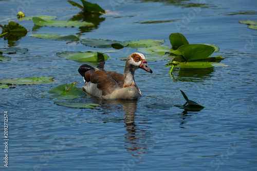 Egyptian Goose swimming in the marsh water with spatterdock plant.