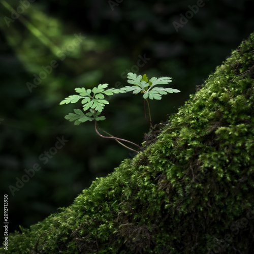 Emerging from the moss, Herb-Robert, a form of wild geranium.