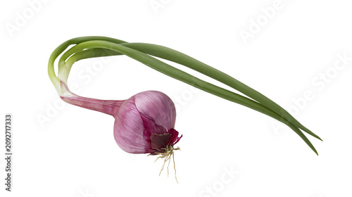Cuadro en lienzo Single red onion with green sprouts and roots, isolated on transparent backgroun