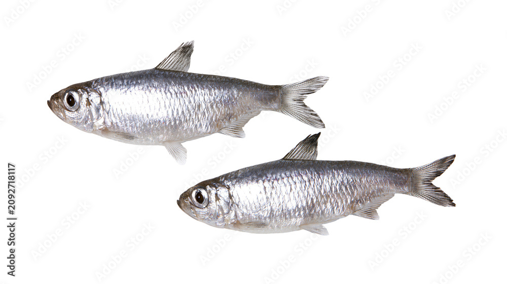 Obraz premium Two small silver fish swimming together, isolated on transparent background