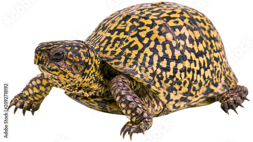 Photography Detailed ornate patterned turtle shell with yellow and black markings, isolated