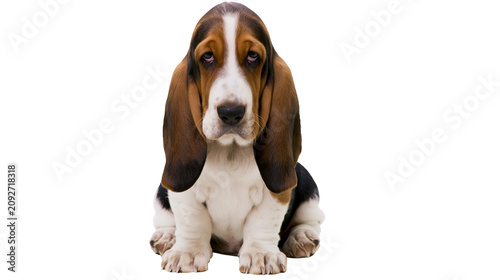 Fotografía Sad Basset Hound puppy with long ears sitting, isolated on transparent backgroun