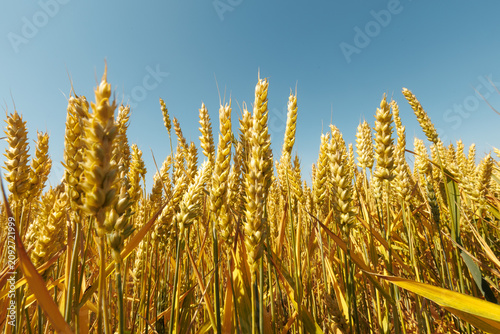 Golden wheat field under blue sky in summer
