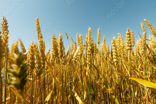 Golden wheat field under blue sky in summer