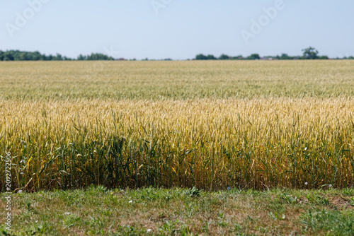 Beautiful crop field. summer sunset panorama around