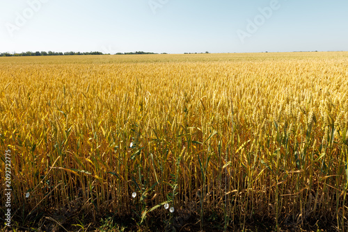 Beautiful crop field. summer sunset panorama around