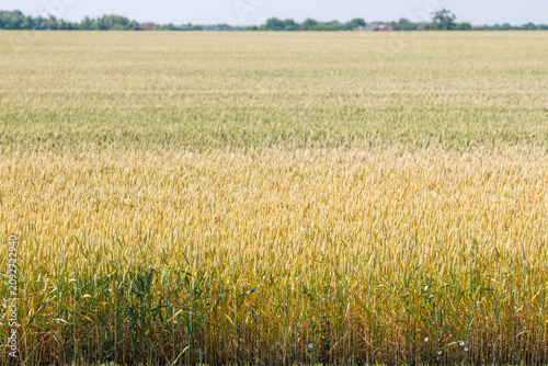 Panoramic view of ripe wheat field before harvest