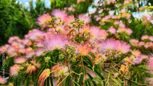 Billede på lærred Bright pink and red fluffy flowers of Albizia julibrissin silk tree blooming among delicate green feathery leaves in summer